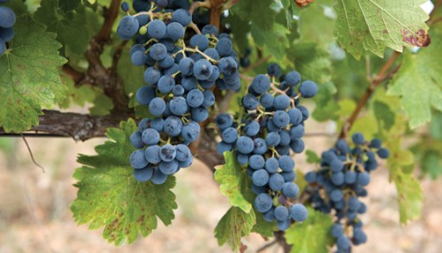 BARBERA